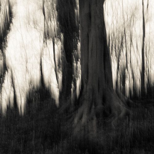 Frozen Dandylions / Overgrown