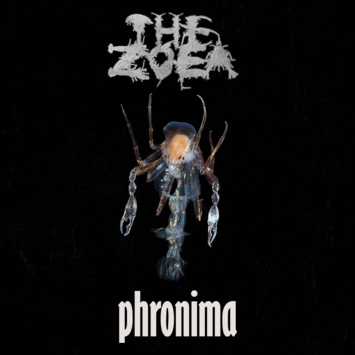 Phronima