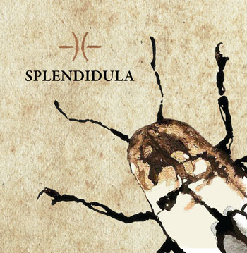 Splendidula