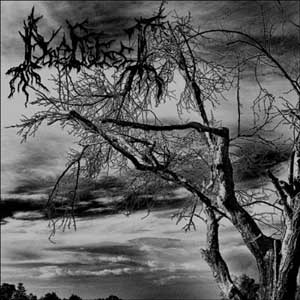 Dusk in the Deep Forest