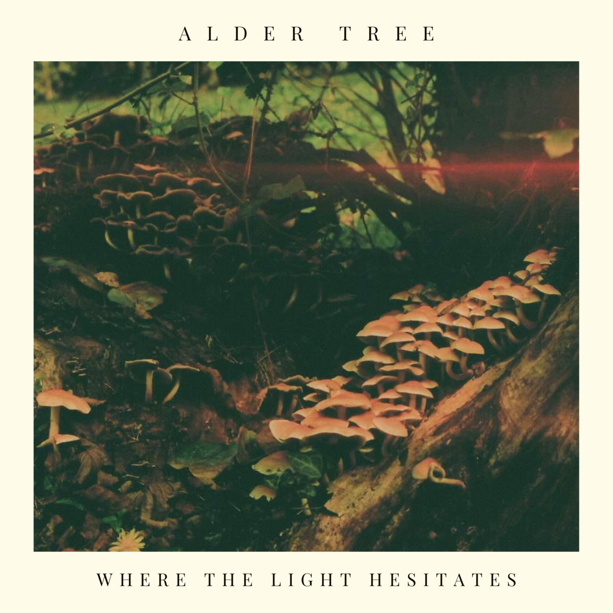 Where the Light Hesitates