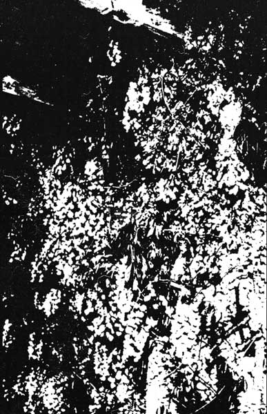 Enshroud / Lipitoare