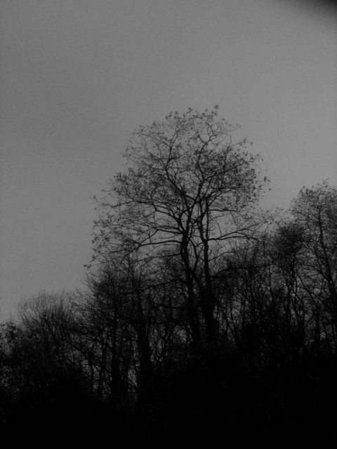 Heilnoz