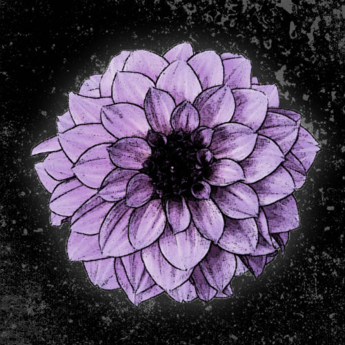 Dahlia