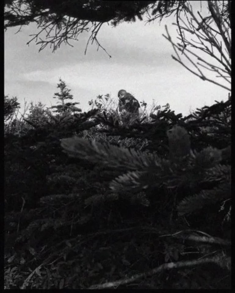 High Timbers